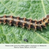 vanessa cardui pyatigorsk larva5 6